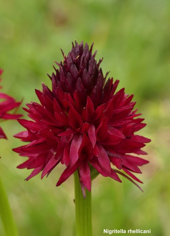 Nigritella cenisia e Nigritella rhellicani  Savoia francese   luglio 2023.